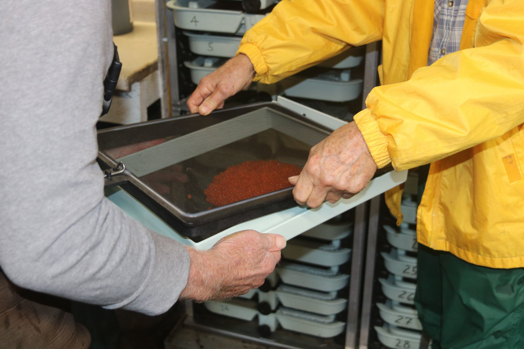 Incubator Tray